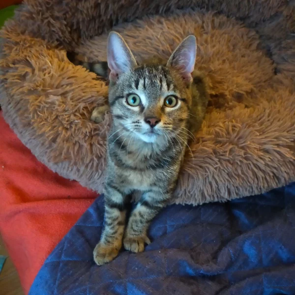 Sorgho, chat adopté en 2022 grâce aux ti'chats