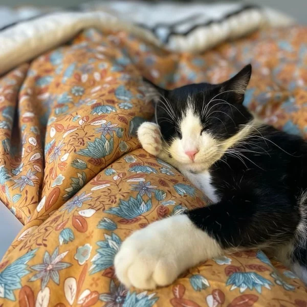 Sotsuké, chat adopté en 2022 grâce aux ti'chats