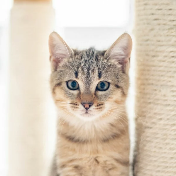 Speedy, chat adopté en 2022 grâce aux ti'chats