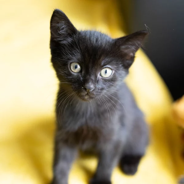 Spirou, chat adopté via Les ti'chats