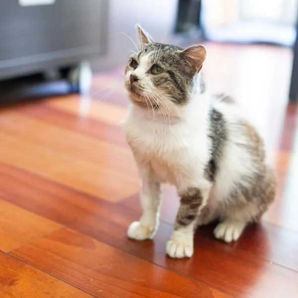 Spooky, chat adopté via Les ti'chats