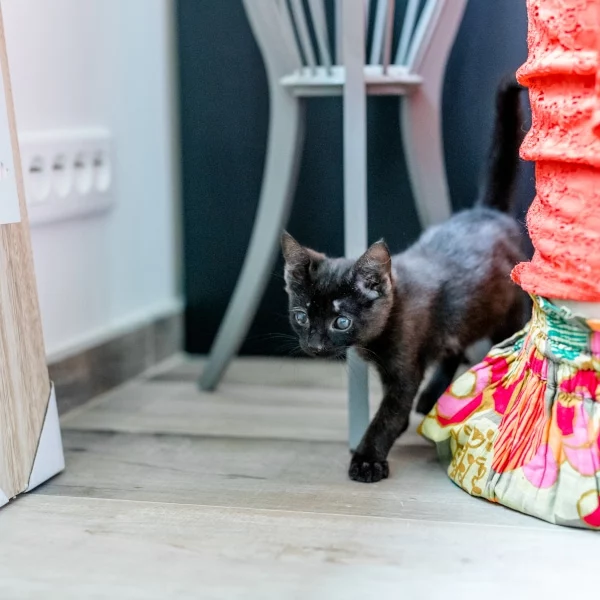 Squiz, chat adopté via Les ti'chats