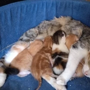Simba, Pixy, Symba et Guizmo, chats adoptés via Les ti'chats