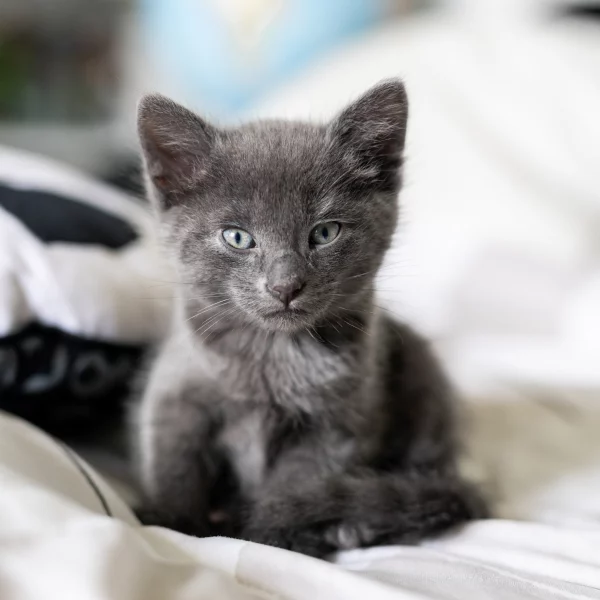 Stitch, chat adopté via Les ti'chats