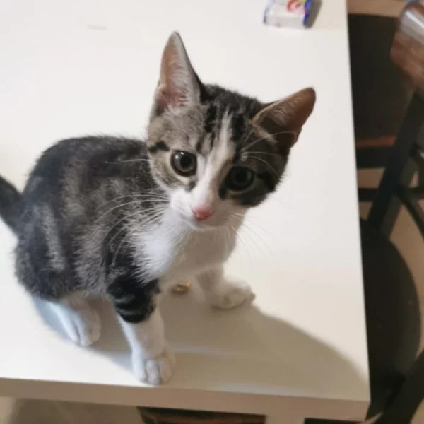Stitch, chat adopté en 2022 grâce aux ti'chats
