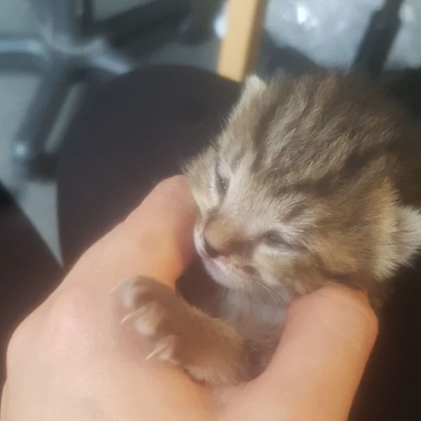 Styx, chat adopté via Les ti'chats