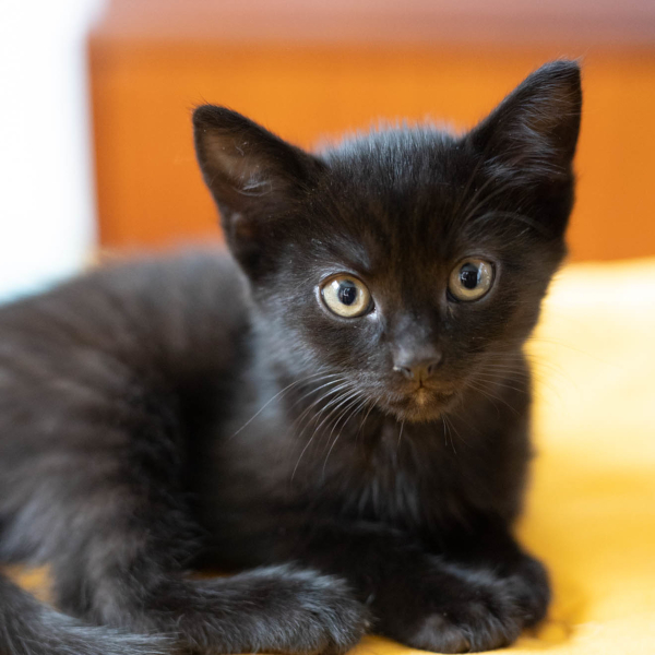 lestichats-suif-axiane