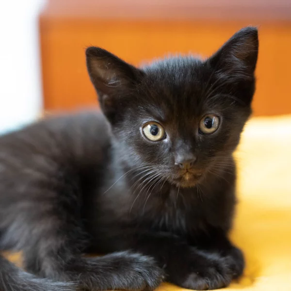 Suif, chat adopté via Les ti'chats