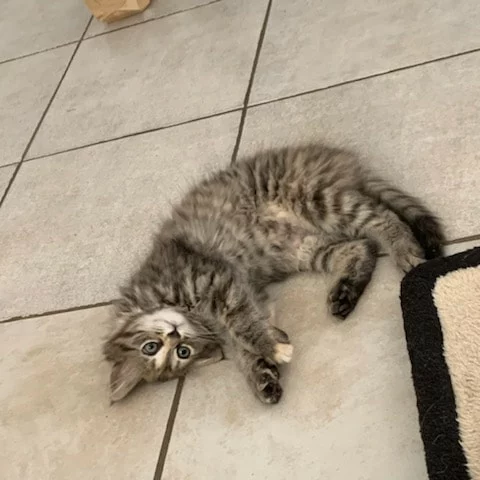 Suki, chat adopté via Les ti'chats