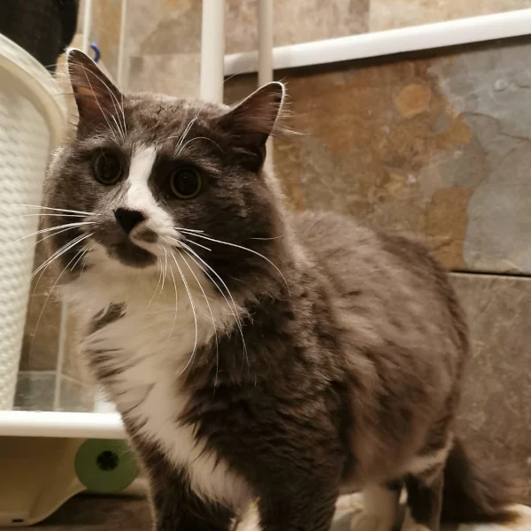 Sumup, chat adopté en 2022 grâce aux ti'chats