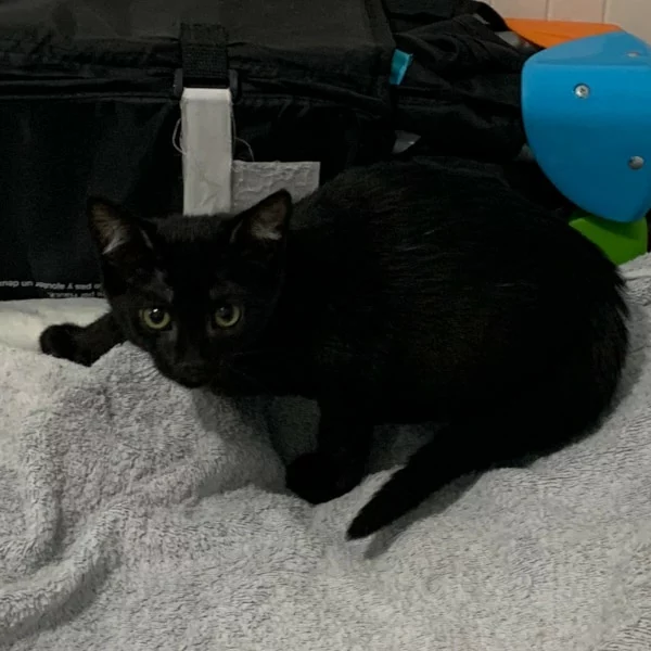 Sunny, chat adopté via Les ti'chats