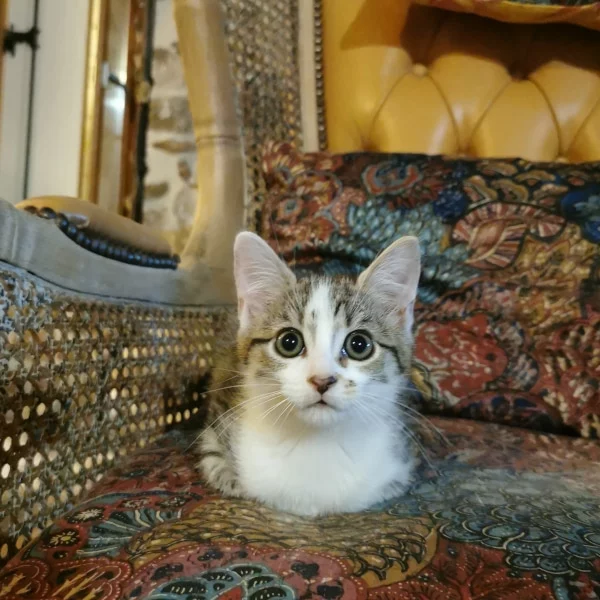 Surprise, chat adopté via Les ti'chats