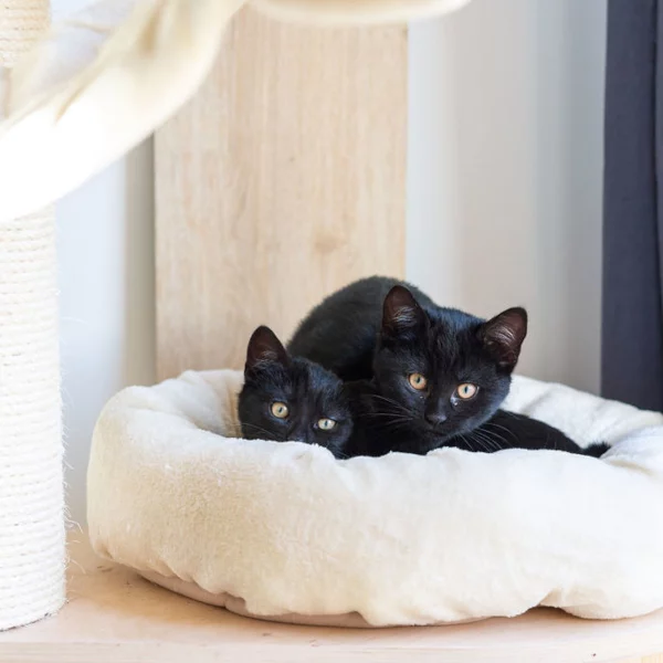 Gaby, chat adopté en 2020 grâce aux ti'chats