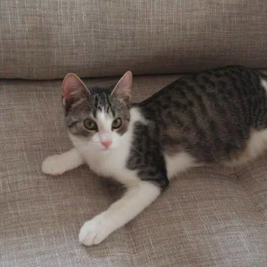 Suzuki, chat adopté via Les ti'chats