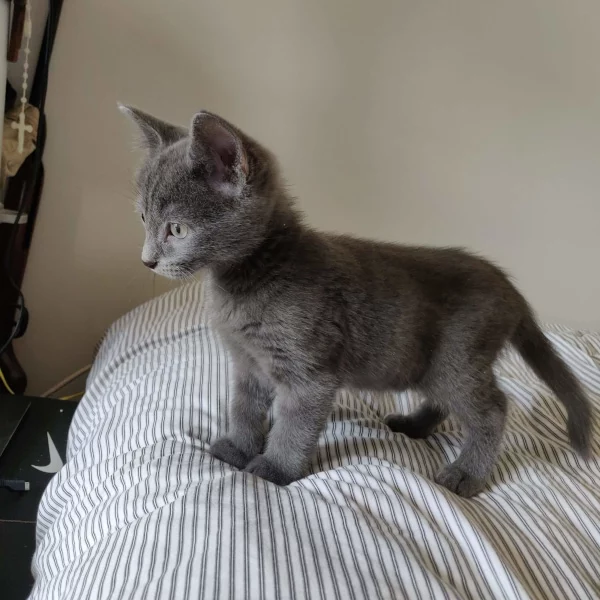 Swan, chat adopté via Les ti'chats