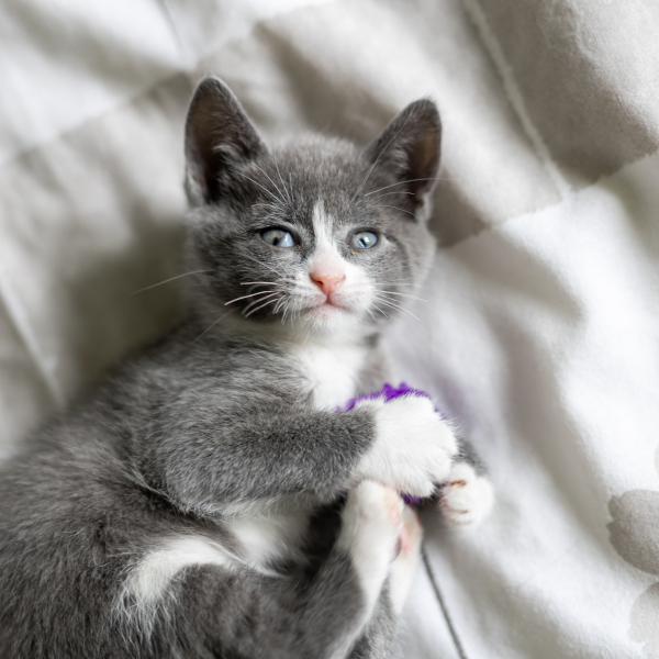 lestichats-sweetie-axiane