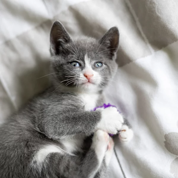 Sweetie, chat adopté via Les ti'chats