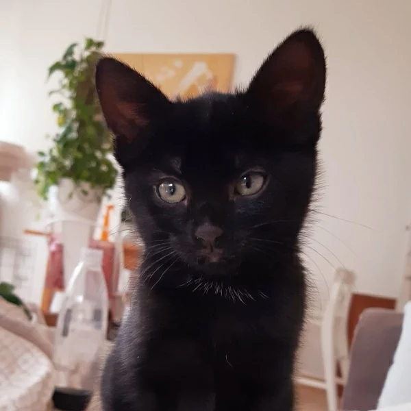 Sybelle, chat adopté via Les ti'chats