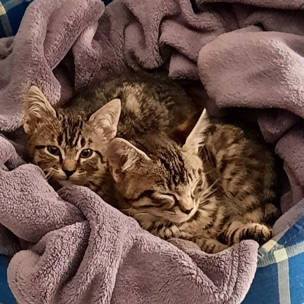 Sylvio & Sunday, chat adopté en 2022 grâce aux ti'chats