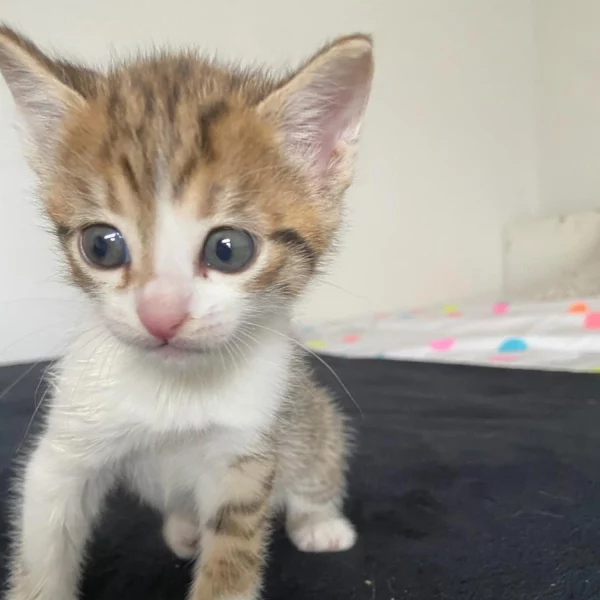 Takara, chat adopté en 2022 grâce aux ti'chats