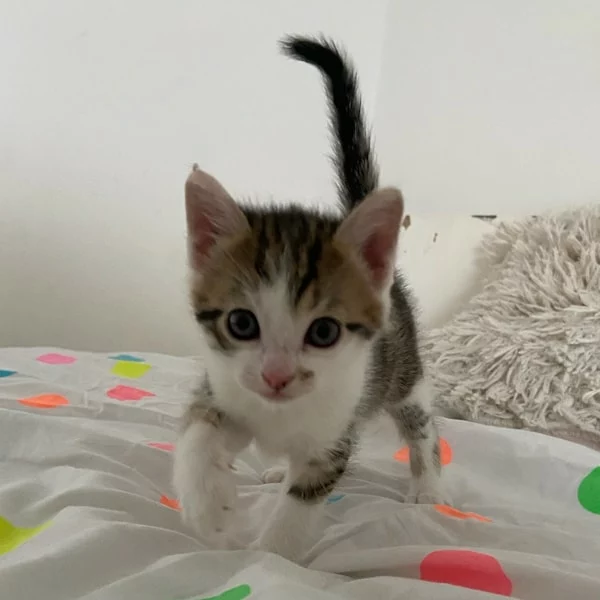 Takeo, chat adopté en 2022 grâce aux ti'chats