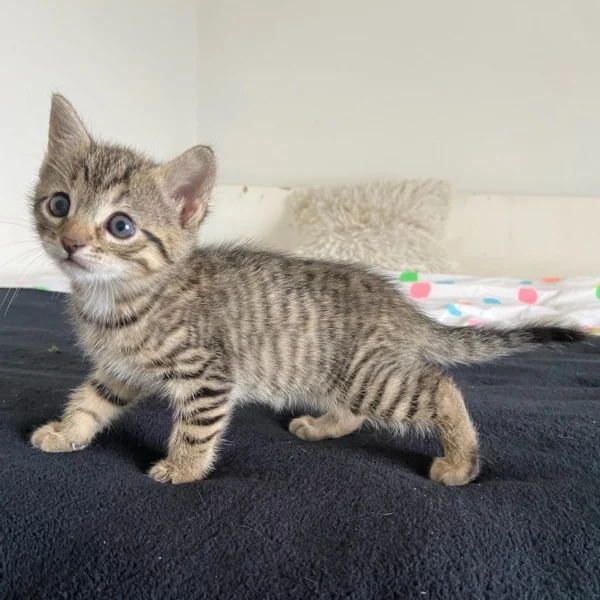 Tama, chat adopté en 2022 grâce aux ti'chats