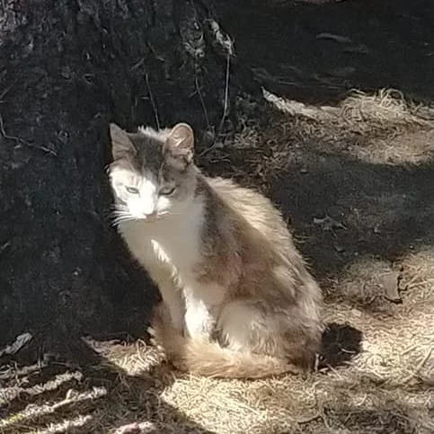 Tanguy, chat adopté en 2020 grâce aux ti'chats