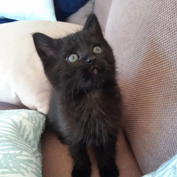 Taow, chat adopté en 2020 grâce aux ti'chats