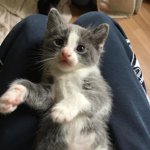 Tartan, chat adopté en 2022 grâce aux ti'chats