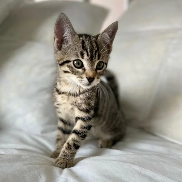 Tayio, chat adopté en 2022 grâce aux ti'chats