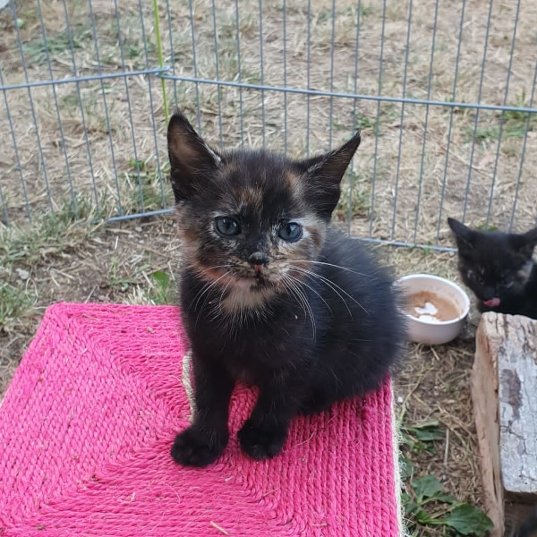 lestichats-temeraire