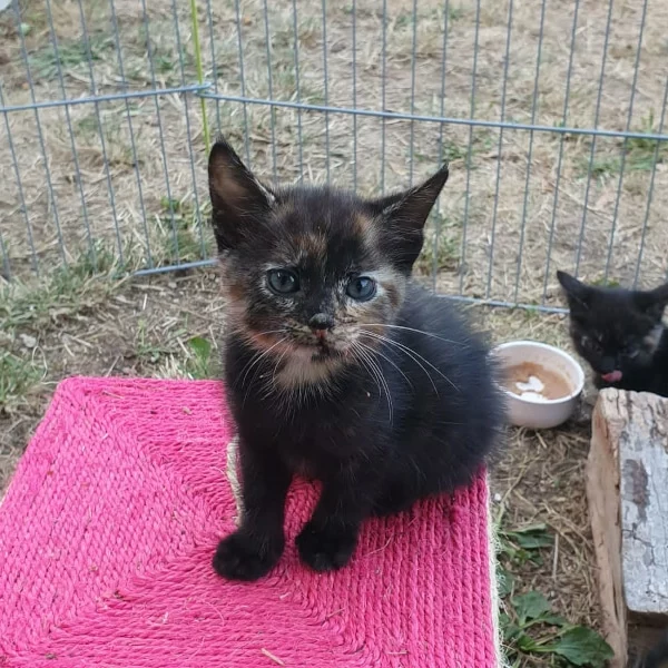 Téméraire, chat adopté en 2022 grâce aux ti'chats
