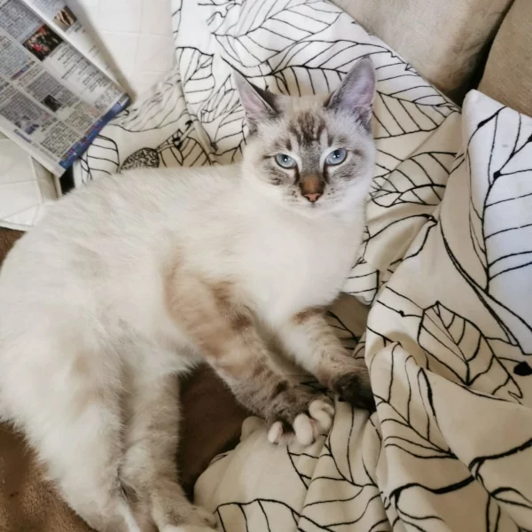 Thai, chat adopté via Les ti'chats