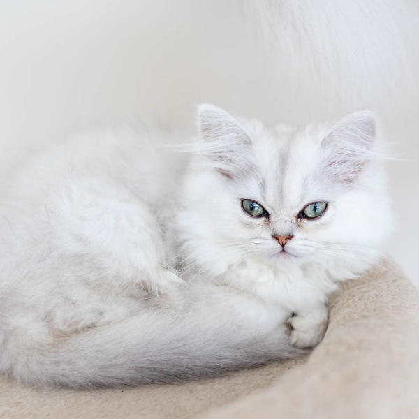 lestichats-theo-axiane