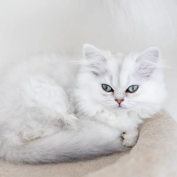 Theo, chat adopté en 2022 grâce aux ti'chats