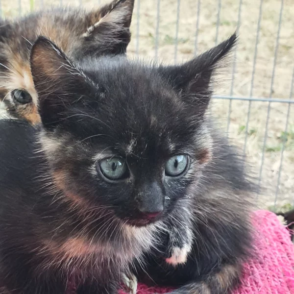 Tibelle, chat adopté en 2022 grâce aux ti'chats