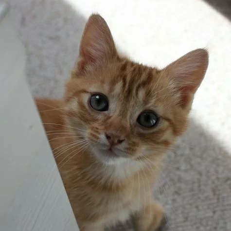Tiki, chat adopté via Les ti'chats