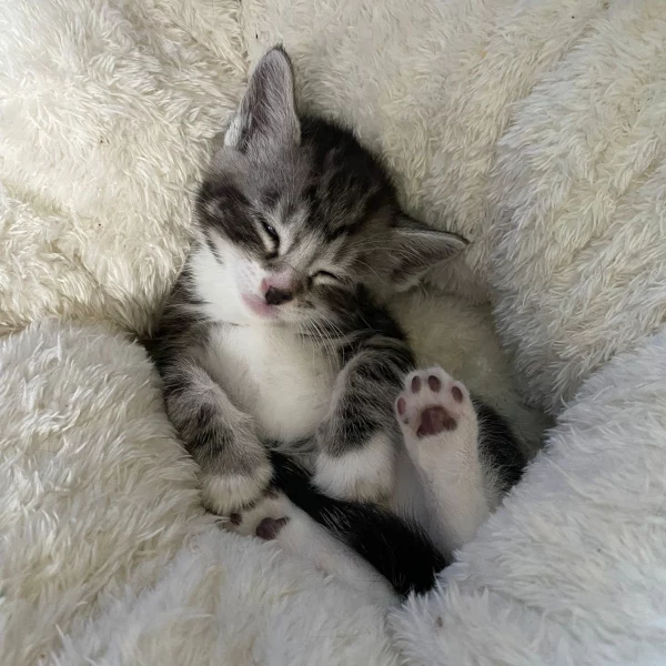 Tino, chat adopté en 2022 grâce aux ti'chats