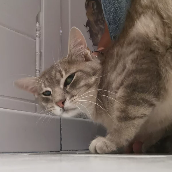 Tipsy, chat adopté en 2022 grâce aux ti'chats
