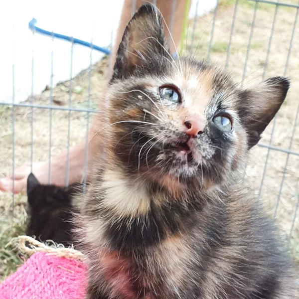 Tokyo, chat adopté en 2022 grâce aux ti'chats