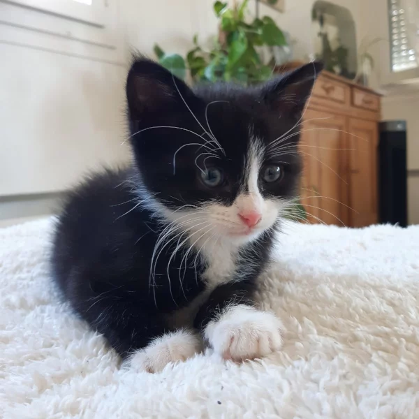 Tom, chat adopté en 2022 grâce aux ti'chats