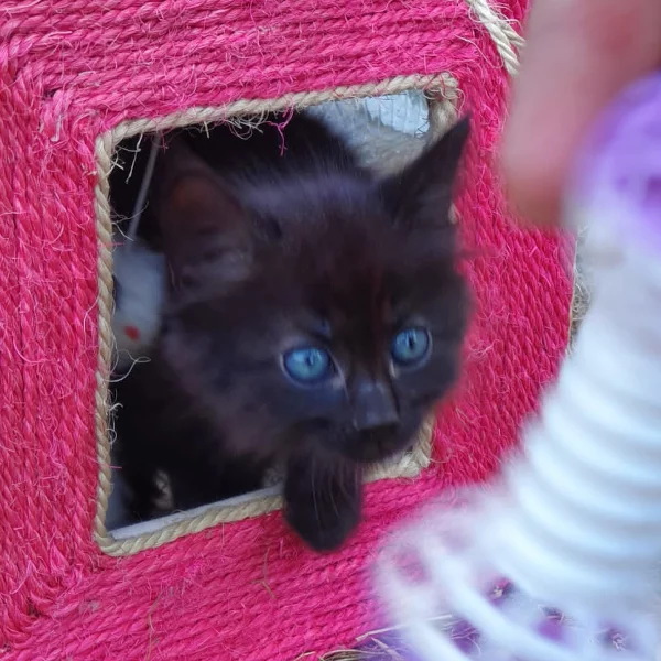 Tonnerre, chat adopté en 2022 grâce aux ti'chats