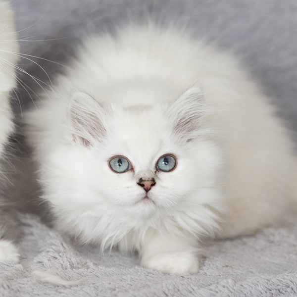 lestichats-topaze-axiane