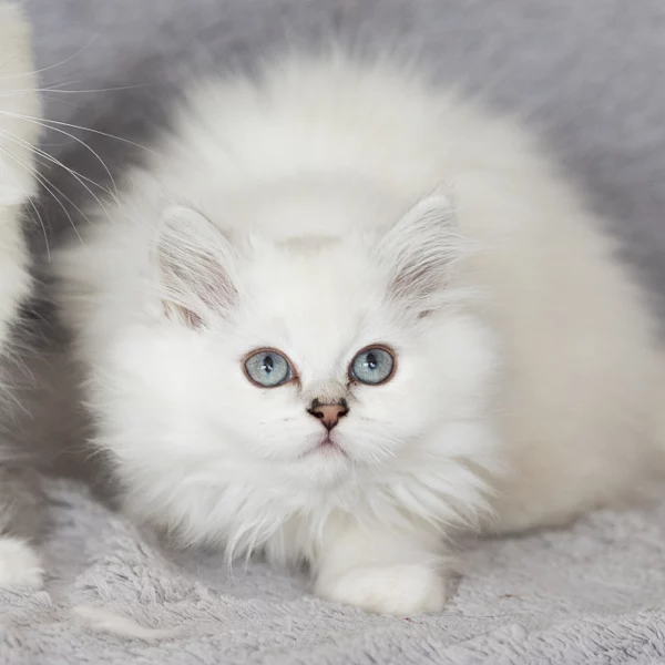 Topaze, chat adopté en 2022 grâce aux ti'chats