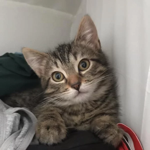 Toulouse, chat adopté via Les ti'chats