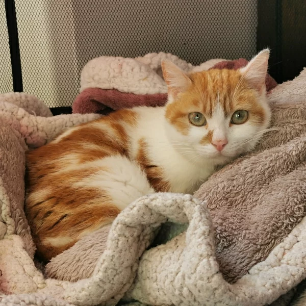 Trexie, chat adopté via Les ti'chats