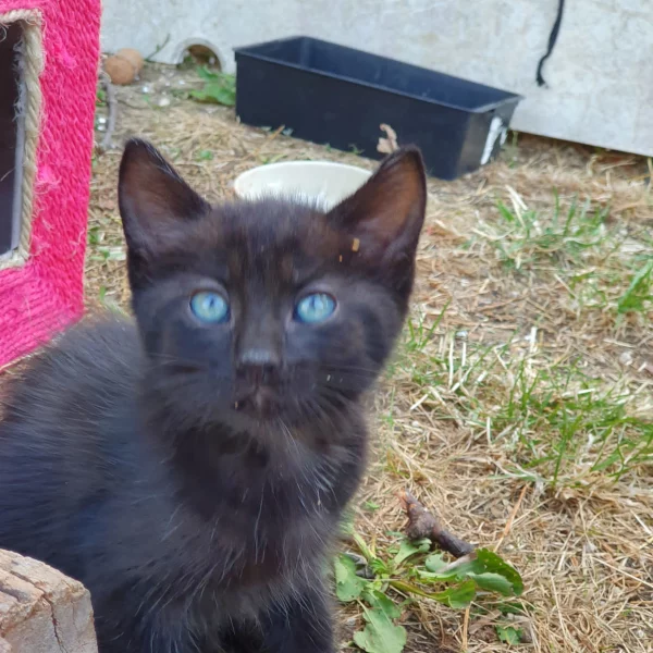 Turbulent, chat adopté en 2022 grâce aux ti'chats