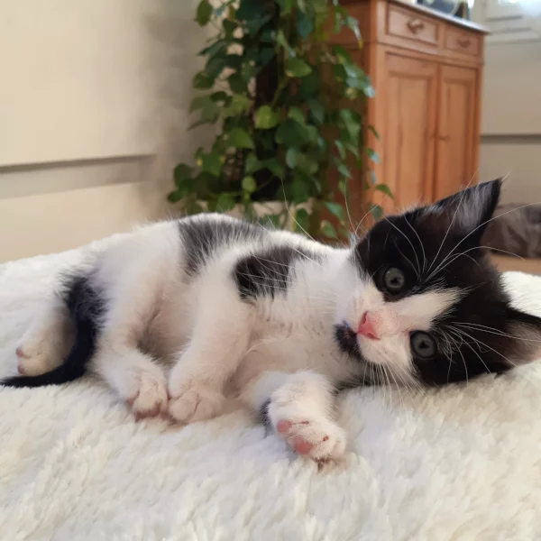Tweeny, chat adopté en 2022 grâce aux ti'chats