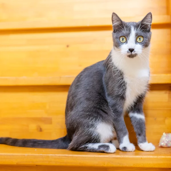 Twiggy, chat adopté en 2022 grâce aux ti'chats