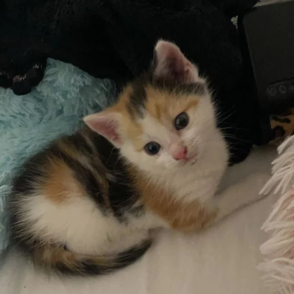 Twinky, chat adopté en 2022 grâce aux ti'chats